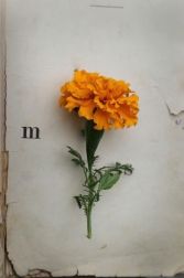 img_Lorenipsum2F02J8_2